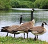 Beaverton Movers